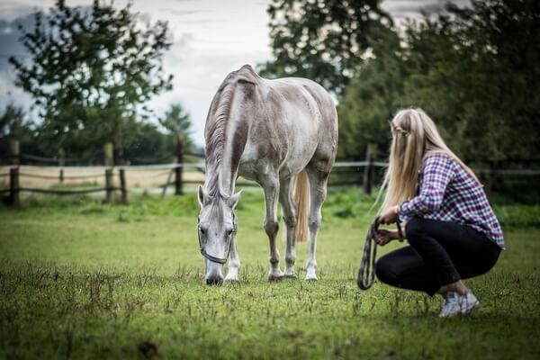 Horse Coaching Formation Particuliers